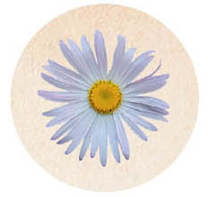 Marguerite