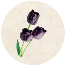 Tulipe noire