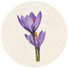 crocus